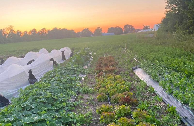La fermette de l’abondance-Ferme éducative — ferme locale au Québec