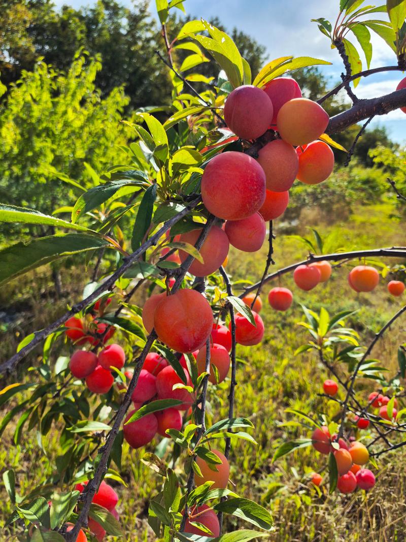 Petits Fruits du Nord — ferme locale au Québec