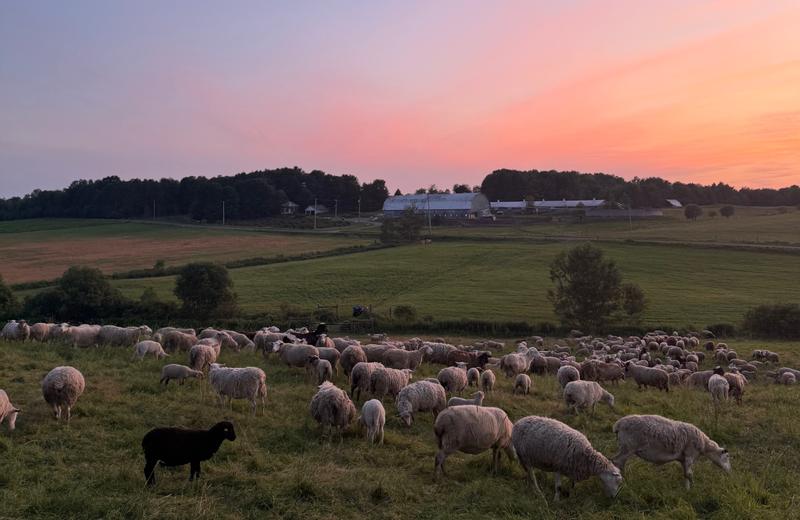 Domaine de la Nappe Tachée  — ferme locale au Québec