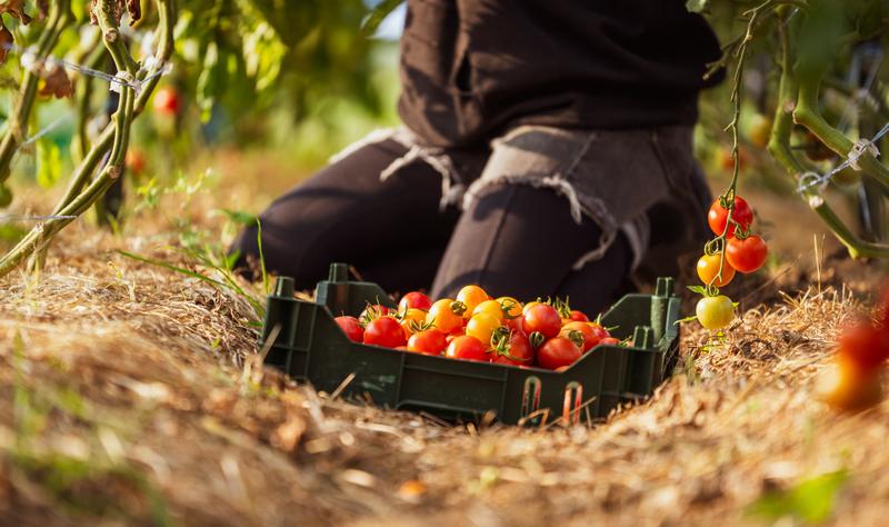 La Barouette — ferme locale au Québec