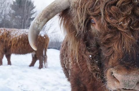 Ferme La — ferme locale à Bécancour