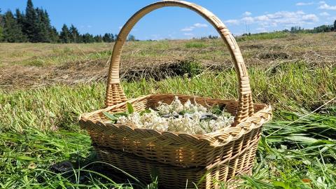 Herboristerie la Prêle du Temps — ferme locale au Québec