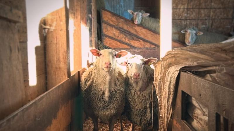 Les brebis du Beaurivage — ferme locale au Québec