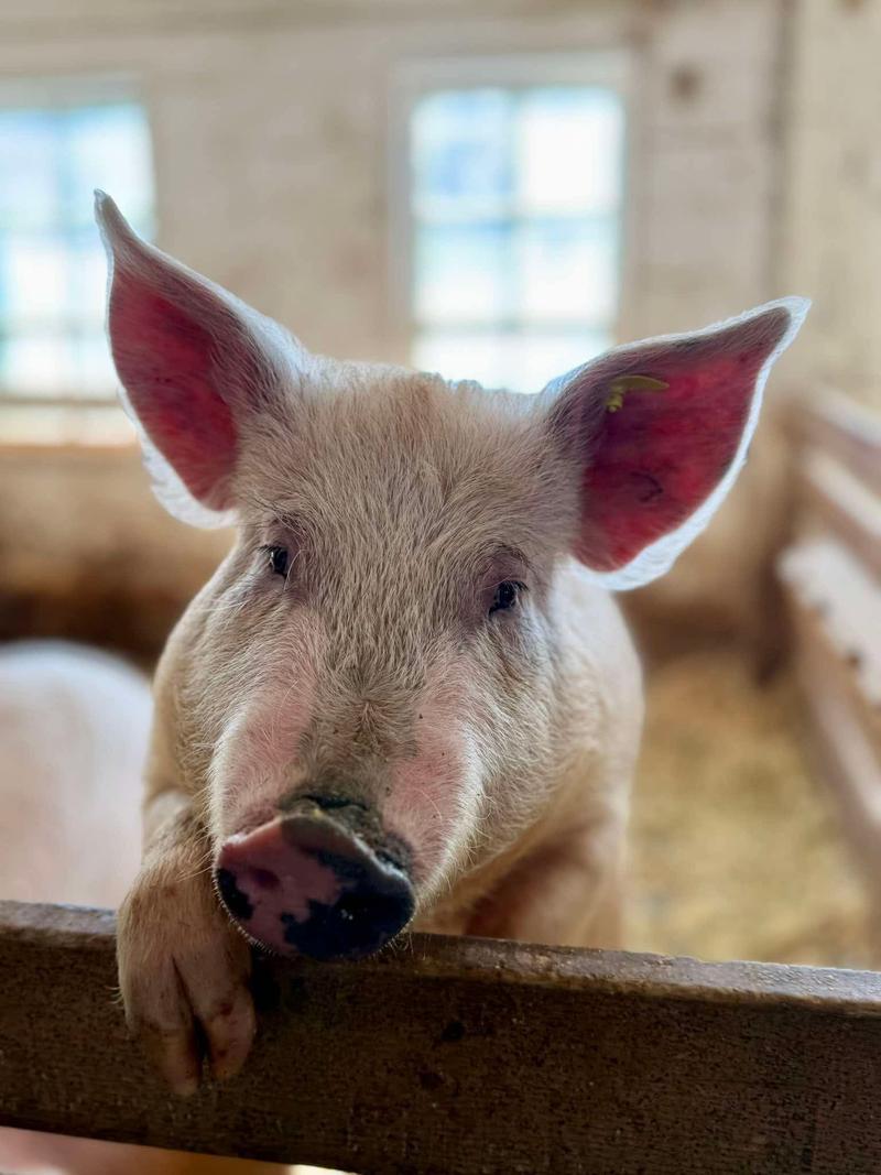 Ferme La Villageoise — ferme locale au Québec