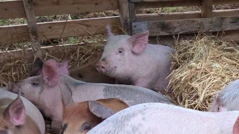 Ferme Les Gamelles — ferme locale à Martinville