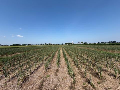 Les Maraîchers Desgroseilliers — ferme locale à Saint-Isidore-de-Laprairie