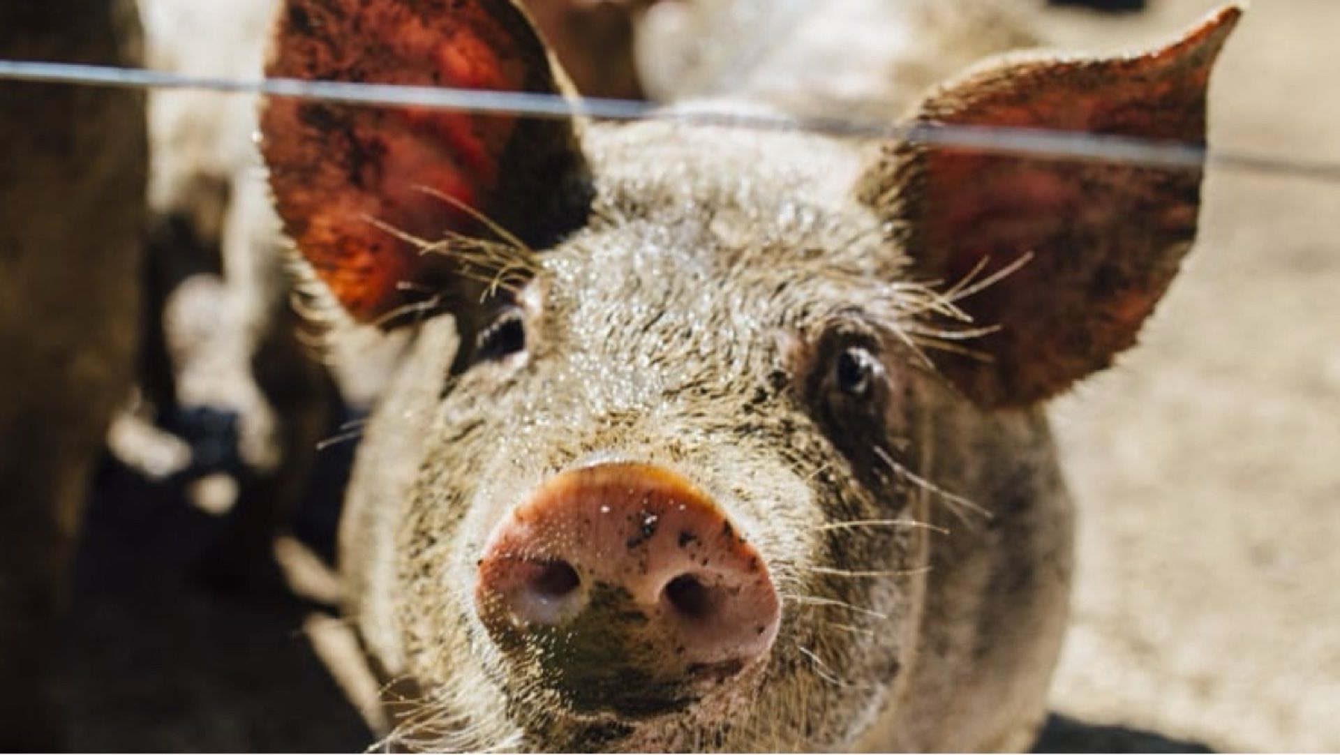 Ferme Les Petits Pédestres — ferme locale au Québec
