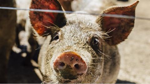 Ferme Les Petits Pédestres — ferme locale au Québec