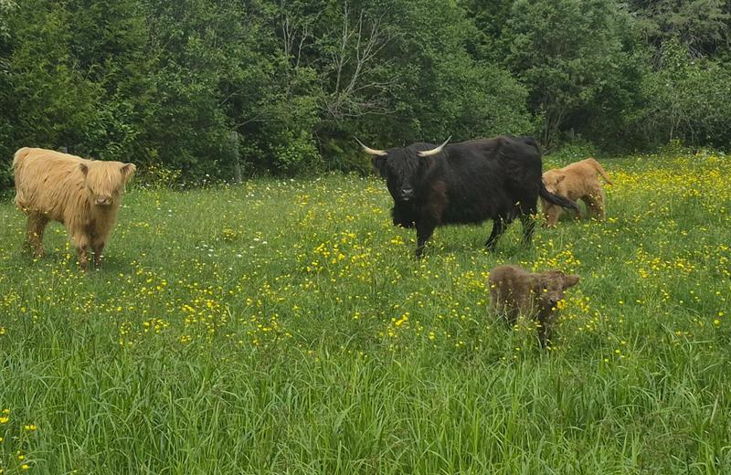 La Terre des Trois — ferme locale au Québec
