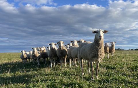 Les Bergeries Adalie — ferme locale à Rivière-du-Loup