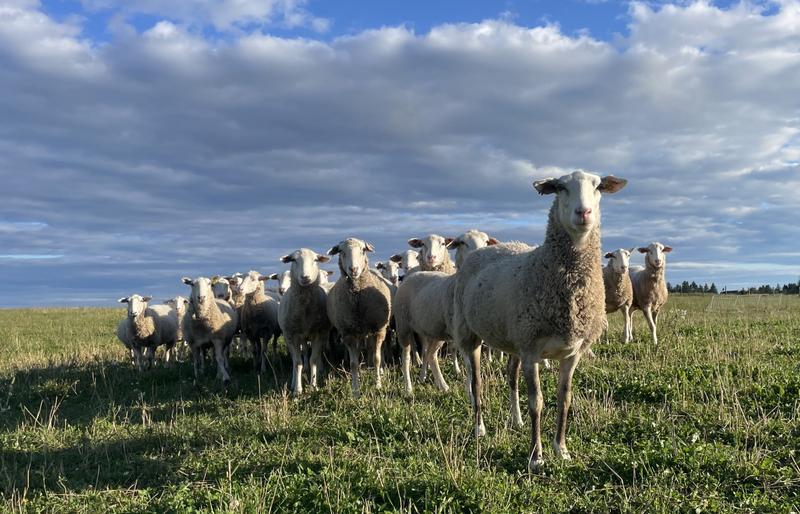 Les Bergeries Adalie — ferme locale au Québec