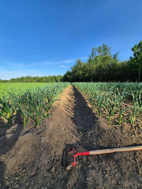 ArboreAgro — ferme locale à Saguenay–Lac-Saint-Jean