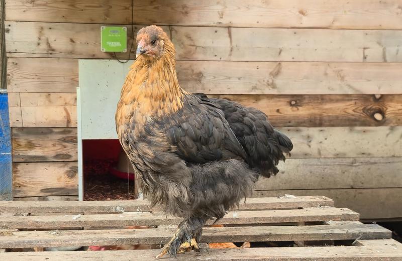 ferme des courbes — ferme locale au Québec