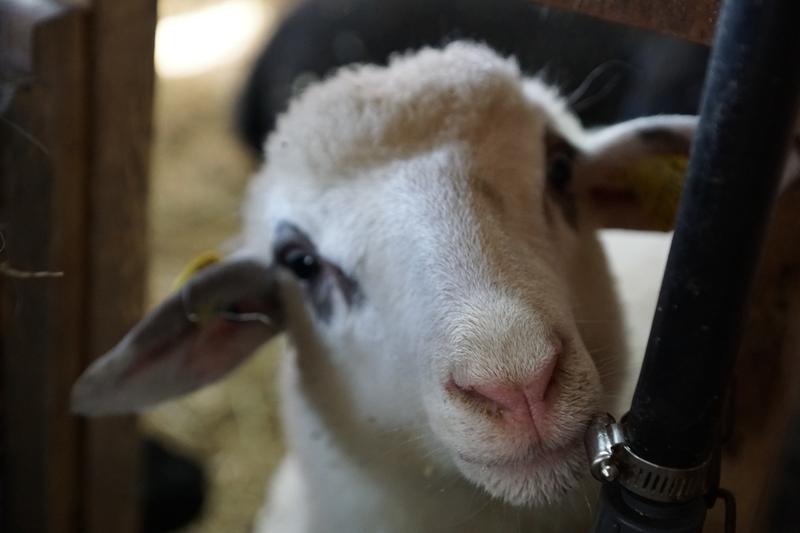 Ferme Origine — ferme locale au Québec