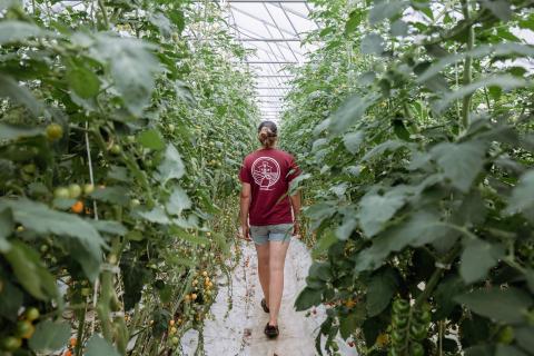La Belle Binette — ferme locale à Lévis