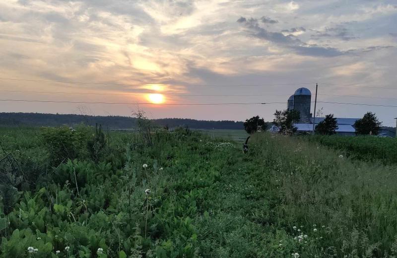 Ferme La Brumeuse — ferme locale au Québec