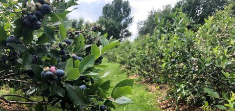 Jardins un brin de folie — ferme locale à Centre-du-Québec