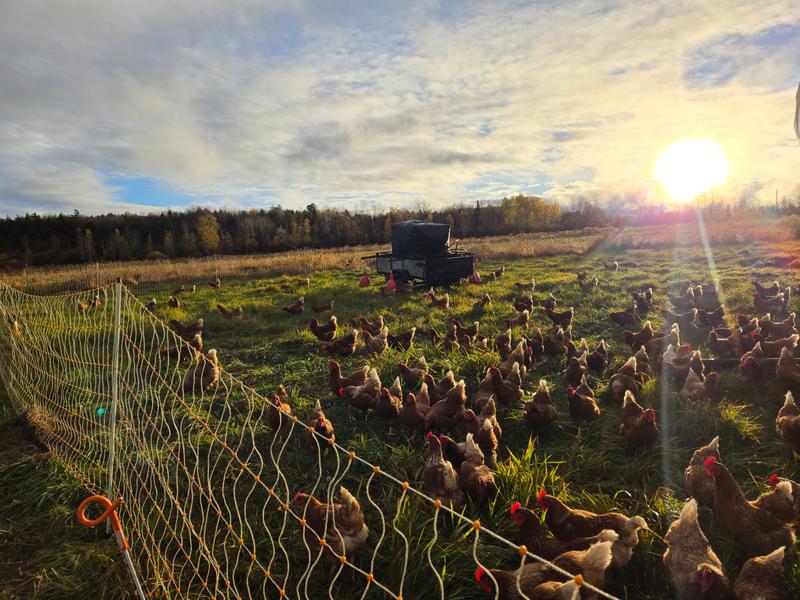 Ferme Fleurimont - Coop de solidarité — ferme locale au Québec