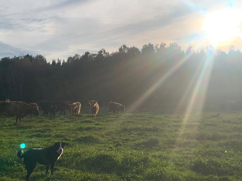 Ferme Galyco — ferme locale au Québec