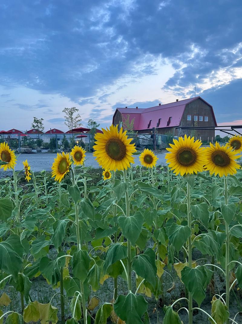 Chez kyky jardinerie — ferme locale au Québec