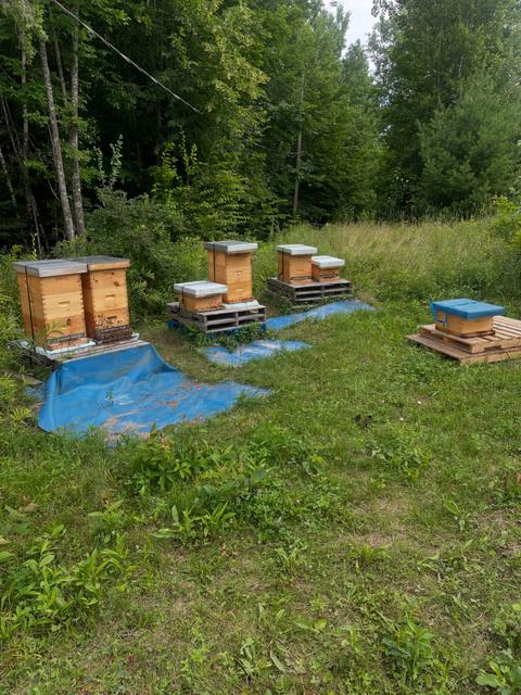 Les Miels Ha! Typique — ferme locale à Estrie