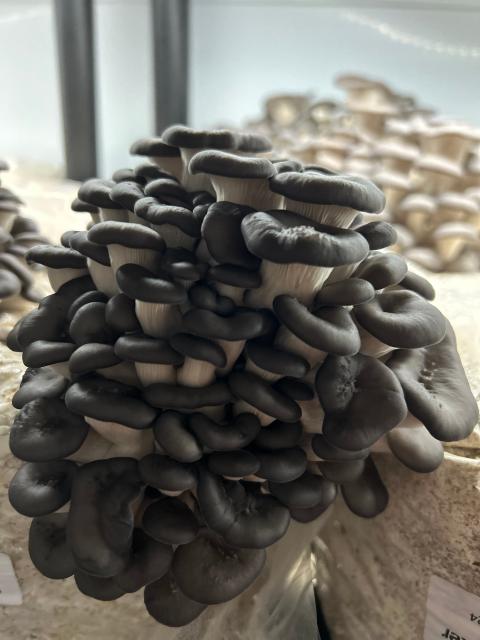 Ô champignon — ferme locale à 165 Avenue Lesage