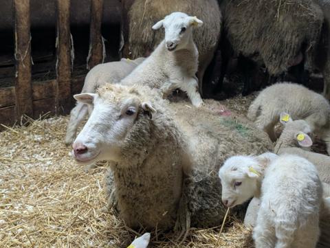 Bergerie Cloutier — ferme locale à Sainte-Hénédine