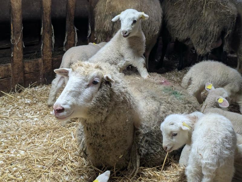 Bergerie Cloutier — ferme locale au Québec