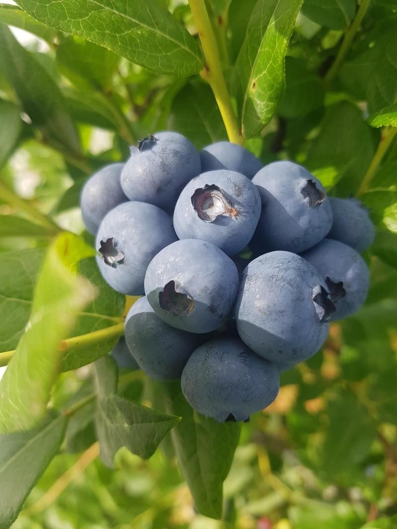 Bleuetière Sarianne — ferme locale au Québec