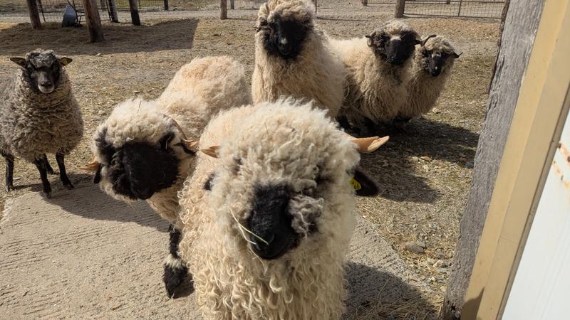 La Ménagerie Sucrée — ferme locale au Québec