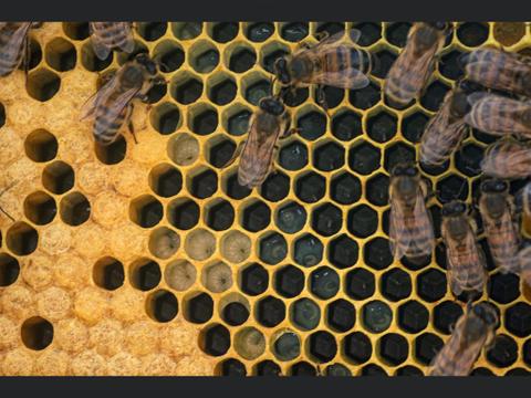 Apiculture Bee Golden — ferme locale à Estrie