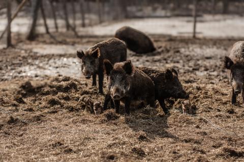 Ferme de Pointe-Fortune Inc. — ferme locale à Pointe-Fortune