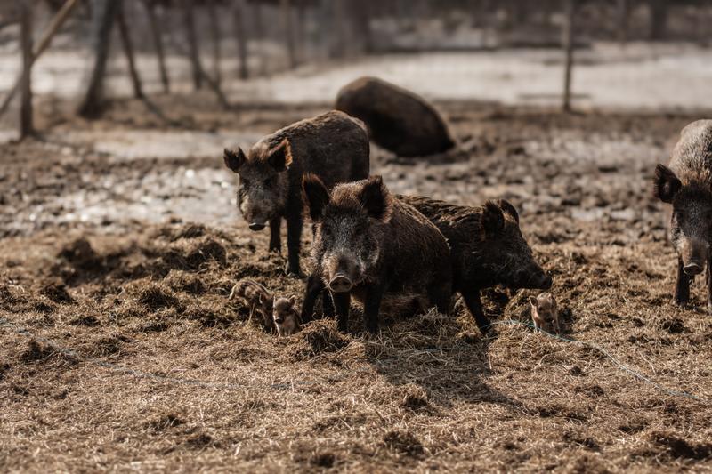 Ferme de Pointe-Fortune Inc. — ferme locale au Québec