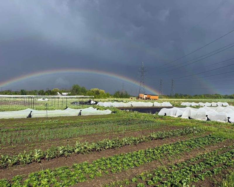 La ferme du Petit Chicot — ferme locale au Québec