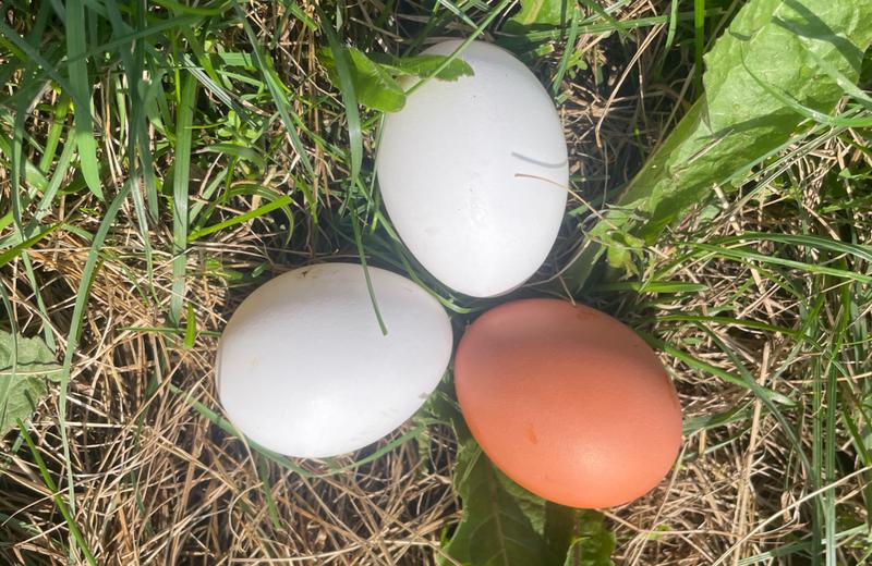 Les oeufs de Vanessa — ferme locale au Québec
