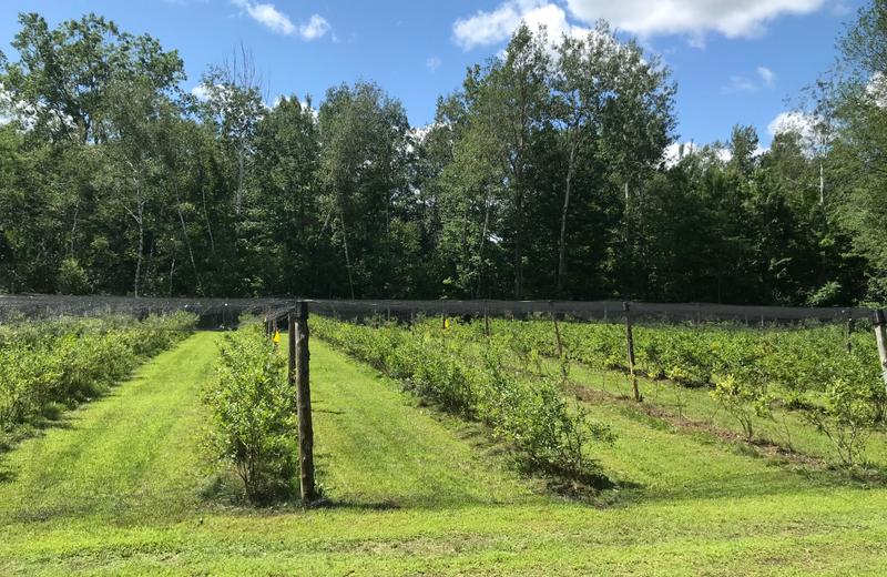 Bleuetière La Sablière — ferme locale au Québec