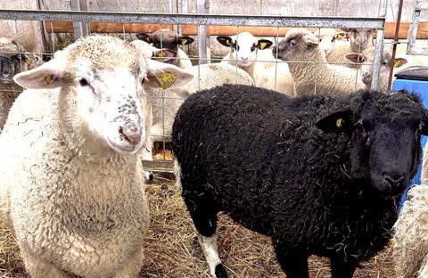 La Sélection du Berger — ferme locale à Le Val-Saint-François
