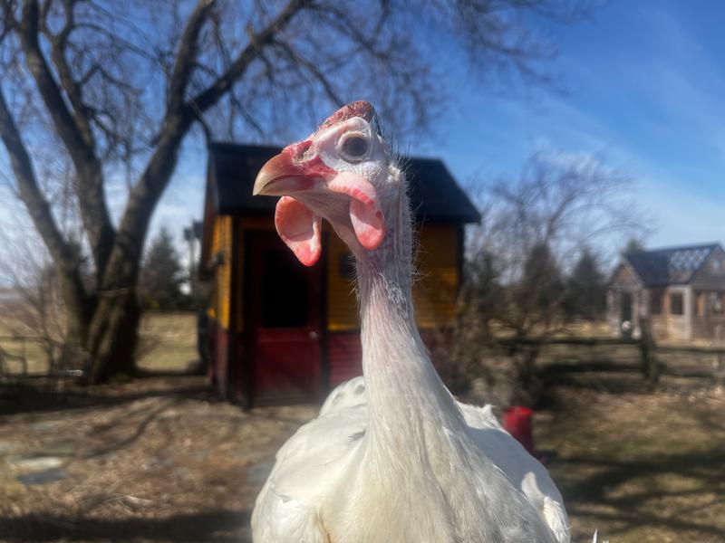 La Pintarade inc — ferme locale au Québec