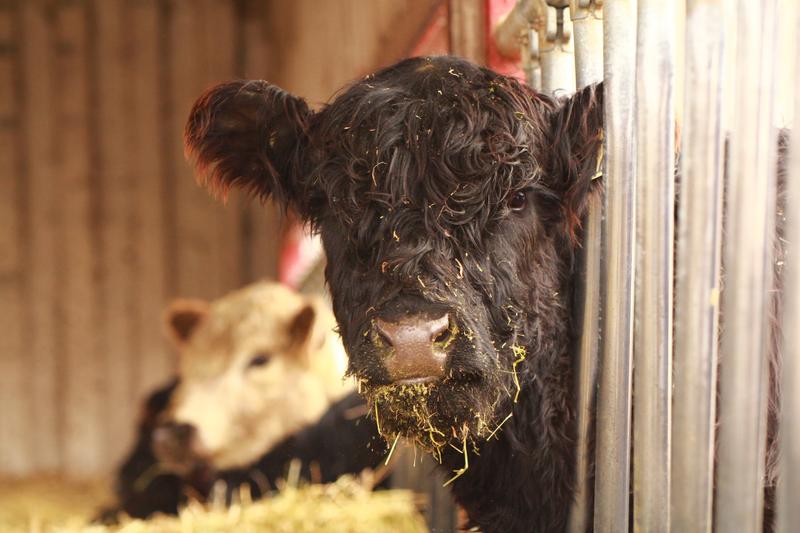 Mon beau bon bœuf — ferme locale au Québec