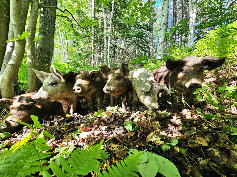 Ferme Pekuakami — ferme locale au Québec