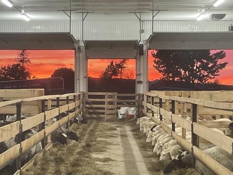 Ferme les Heureux Moutons — ferme locale à Saint-François-Xavier-de-Brompton