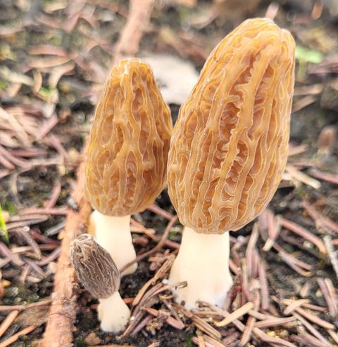 Violon et Champignon — ferme locale à Sainte-Lucie-des-Laurentides