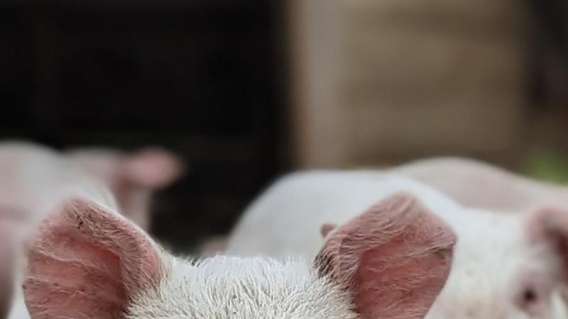 Les Paysans du Fjord — ferme locale au Québec