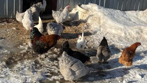 Les cocos des p’tits Genest — ferme locale au Québec