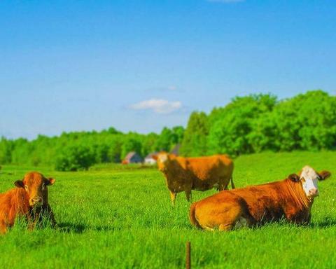 Ferme Formido — ferme locale à Estrie