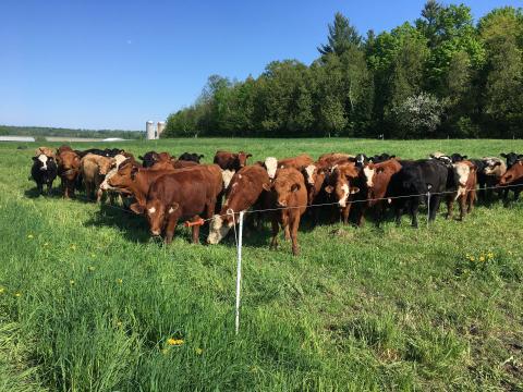 Ferme Brylee — ferme locale à Lochaber