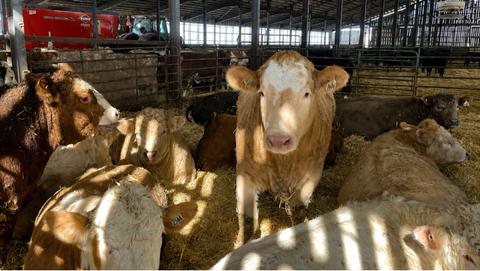 Ferme J.Veillette Inc. — ferme locale à Saint-Maurice