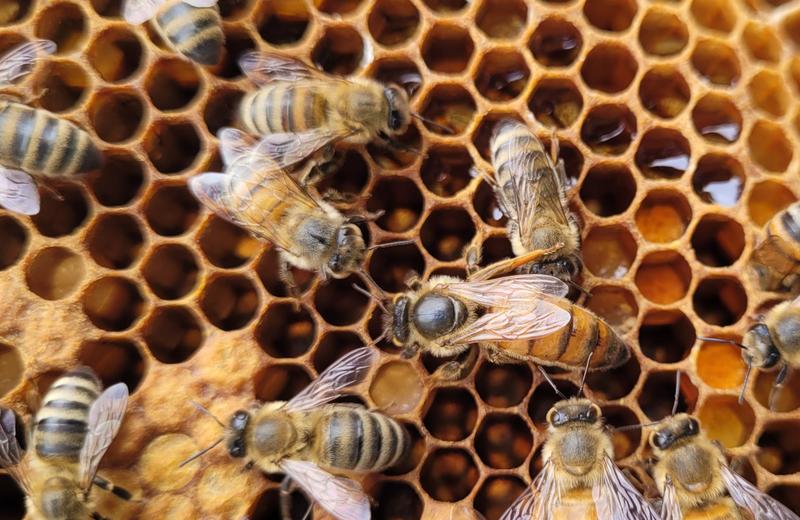 La Miellée Rustique — ferme locale au Québec
