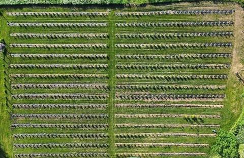 Les bleuets bio de la Montagne — ferme locale à Mont-Saint-Hilaire