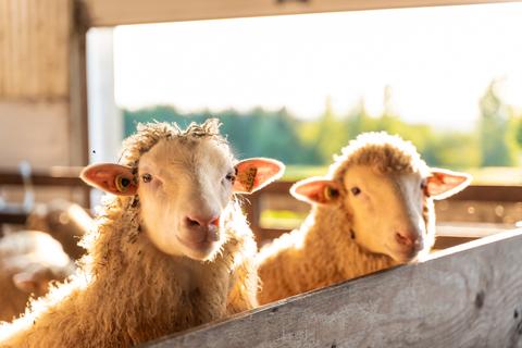 Ferme Péchés Moutons — ferme locale à Bonsecours